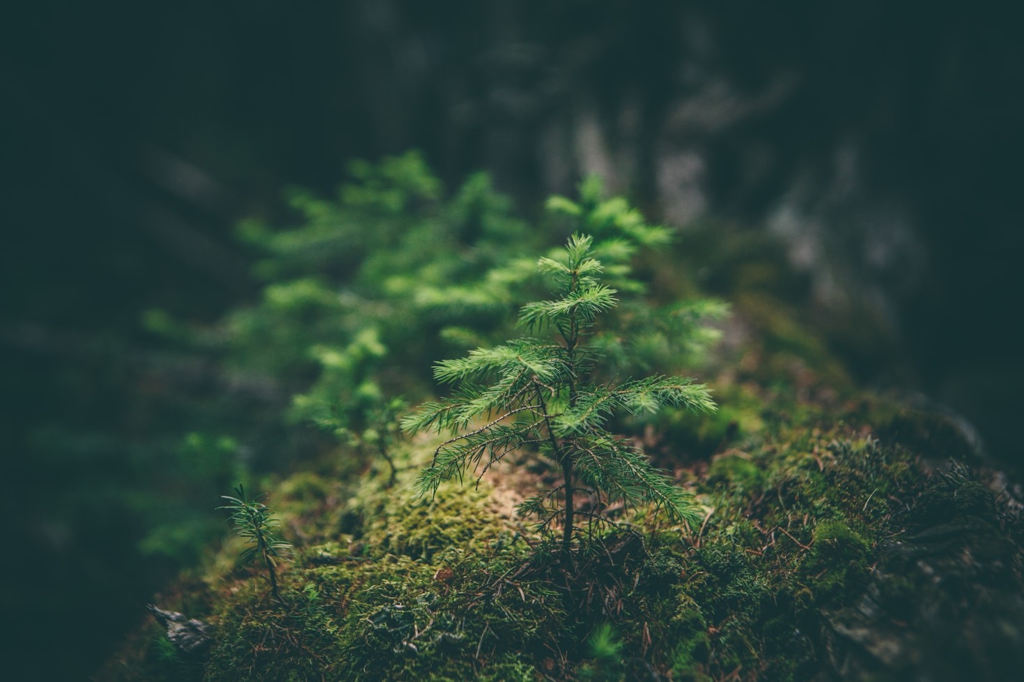 How EcoGlobalSolutions is Shaping a Sustainable Future